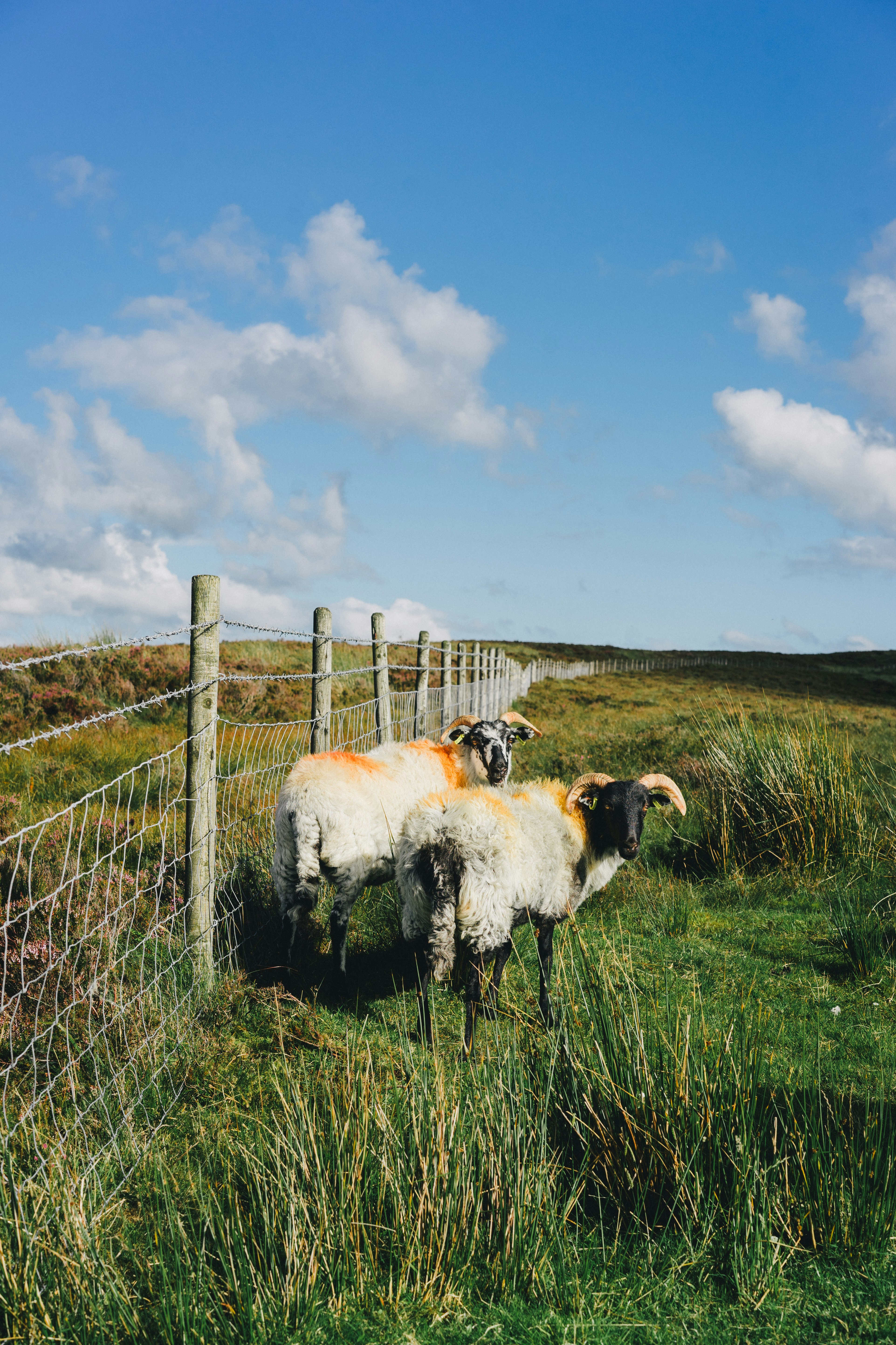 white and black sheep on green grass field under blue sky during daytime